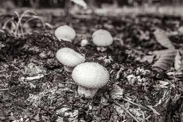 Macro  - Forest - Europe, Romania, Suceava region