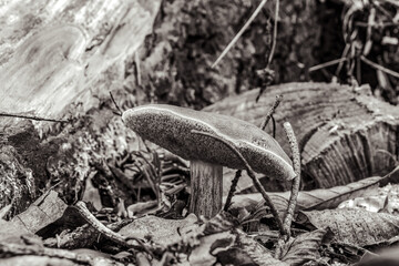 Macro  - Forest - Europe, Romania, Suceava region