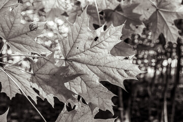 Macro  - Forest - Europe, Romania, Suceava region
