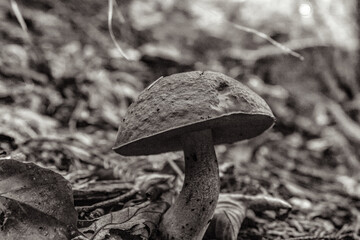 Macro  - Forest - Europe, Romania, Suceava region