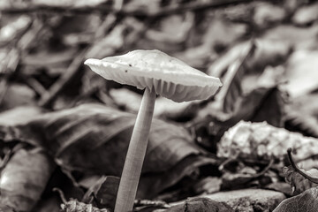 Macro  - Forest - Europe, Romania, Suceava region