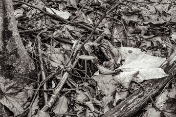 Macro  - Forest - Europe, Romania, Suceava region