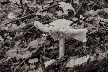 Macro  - Forest - Europe, Romania, Suceava region