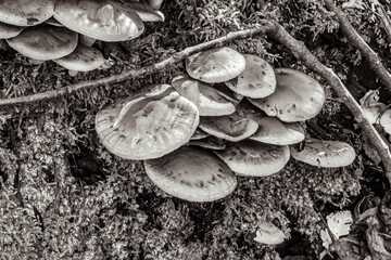 Macro  - Forest - Europe, Romania, Suceava region
