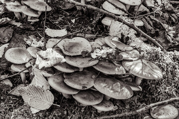 Macro  - Forest - Europe, Romania, Suceava region