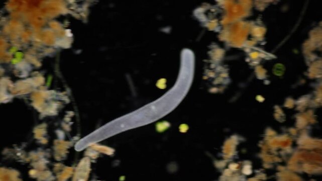 Methods of study of Protozoa, Algae and bacteria under the microscope in the biology laboratory.