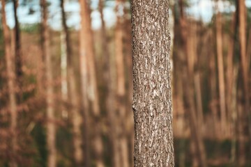 Fototapeta premium The Detailed Bark of a Tree