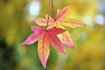 autumn maple leaves