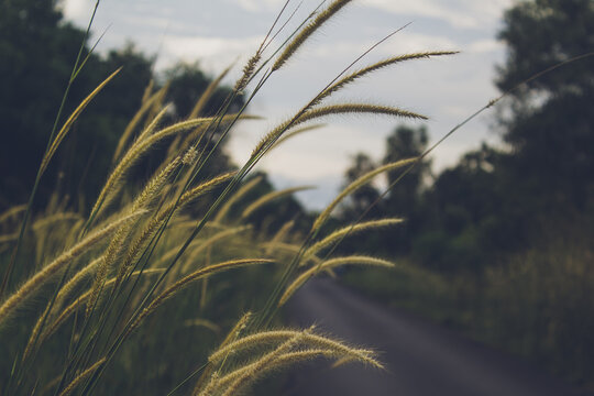 Close up photo of Pennisetum pedicellatum, with blurred sunset background. Known as desho grass, is an indigenous grass of Ethiopia of the monocot angiosperm plant family Poaceae, beautiful plant 