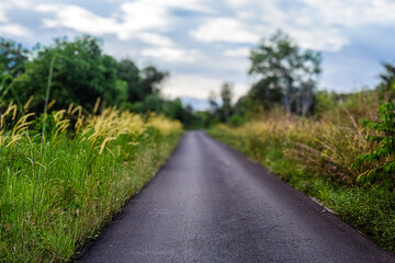 Bright day light on the pine forest road with long grass. Magical forest in the morning and evening