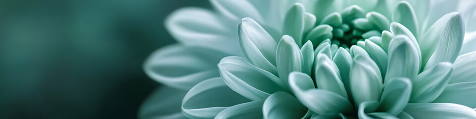 Obraz premium Soft Green Chrysanthemum Petals Close-up