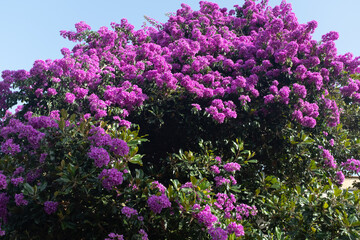 Fototapeta premium Vibrant Purple Bougainvillea Blossoms Against Blue Sky. The dense clusters of blossoms with the dark green leaves, capturing the beauty of tropical and Mediterranean flora. High quality photography