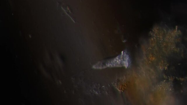 Methods of study of Protozoa, Algae and bacteria under the microscope in the biology laboratory.