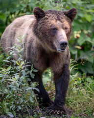 Grizzly,  bear