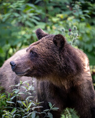Grizzly
