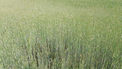 Mature wheat field ready for harvesting