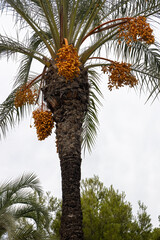 fruits of a palm tree