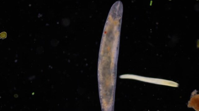 Methods of study of Protozoa, Algae and bacteria under the microscope in the biology laboratory.