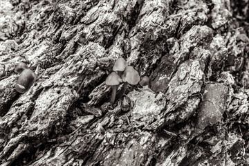 Macro  - Forest - Europe, Romania, Suceava region