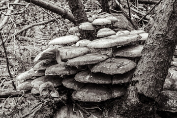 Macro  - Forest - Europe, Romania, Suceava region