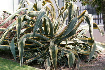 Sea, recreation, vacation, architecture, street, attractions, palm tree, plants, horizon, sunset, sky, sun