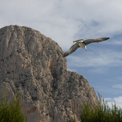 flying on the waves of the wind