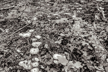 Macro  - Forest - Europe, Romania, Suceava region