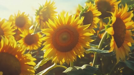 Fototapeta premium A close-up of vibrant sunflowers swaying in a gentle breeze.