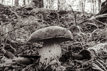 Macro  - Forest - Europe, Romania, Suceava region
