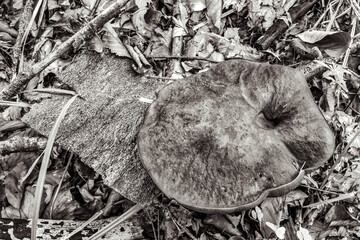 Macro  - Forest - Europe, Romania, Suceava region
