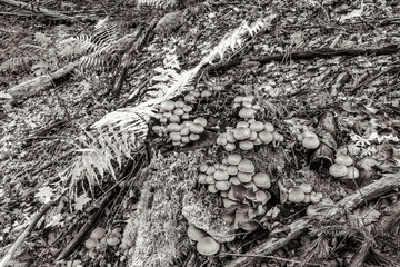 Macro  - Forest - Europe, Romania, Suceava region