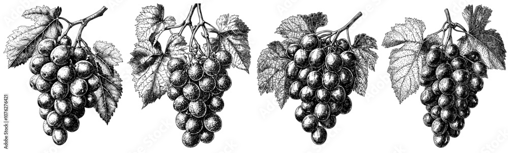 Aufkleber a grape branch with leaf hand-drawn engraving in vintage style is isolated on a white background for