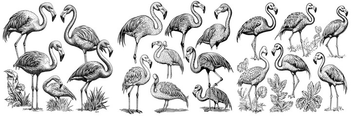 Pink flamingo cartoon set. Cute flamingo collection.