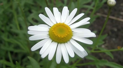 Fototapeta premium Close-up of a Single White Daisy with Yellow Center