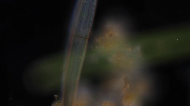 Methods of study of Protozoa, Algae and bacteria under the microscope in the biology laboratory.