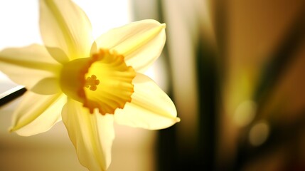 A Close-Up of a Single Yellow Daffodil Flower in Bloom