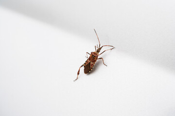 North American bug species in European towns
