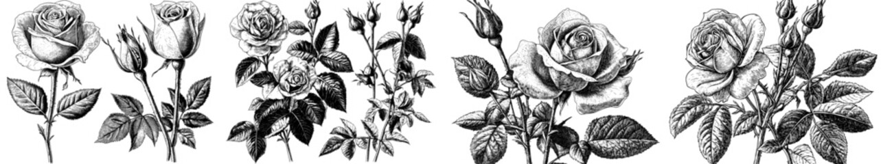 Fototapeta premium Roses with thorns and leaves. Black and white vintage etching set with modern botanical illustration. Illustration of rose petal, sketch of botany plant.