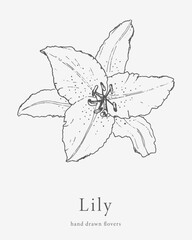 Luxury flower and logo. Trendy botanical element. Hand drawn line leaves branches and blooming. Wedding elegant wildflower for invitation save the date card. Vector 