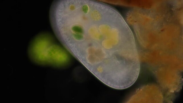 Methods of study of Protozoa, Algae and bacteria under the microscope in the biology laboratory.
