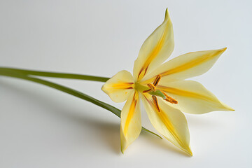 Fototapeta premium Elegant yellow flower with soft petals and a green stem isolated on a white background, showcasing natural beauty, vibrant elegance, and delicate charm for floral designs