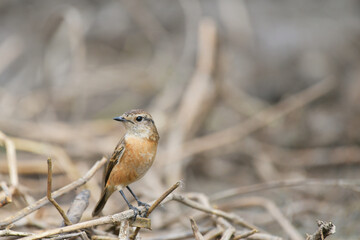 Eastern Stonechat female  birdwatching in the forest.