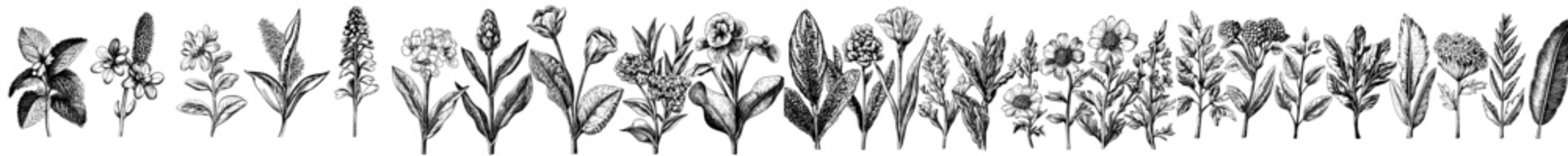 Naklejka premium Black and white modern floral collection. Hand drawn ink expressive brush strokes graphic art.