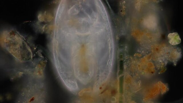 Methods of study of Protozoa, Algae and bacteria under the microscope in the biology laboratory.