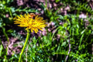 Macro  - Forest - Europe, Romania, Suceava region