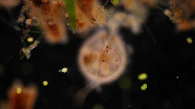 Methods of study of Protozoa, Algae and bacteria under the microscope in the biology laboratory.