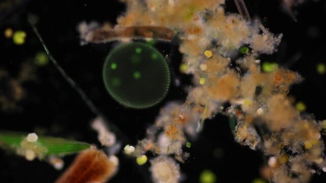 Methods of study of Protozoa, Algae and bacteria under the microscope in the biology laboratory.