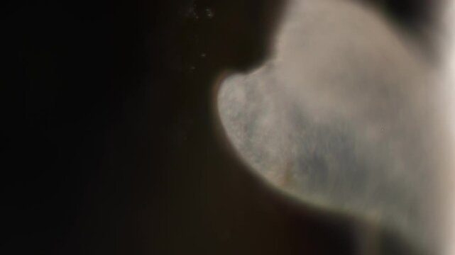 Methods of study of Protozoa, Algae and bacteria under the microscope in the biology laboratory.