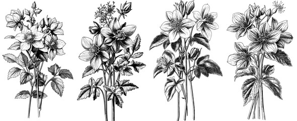 Wild Meadow Blooming Flower Bouquet Hand Drawn Illustration