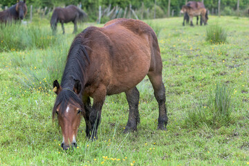 Fototapeta premium A mare eating grass in a meadow in the Gorbea natural park, Bizkaia